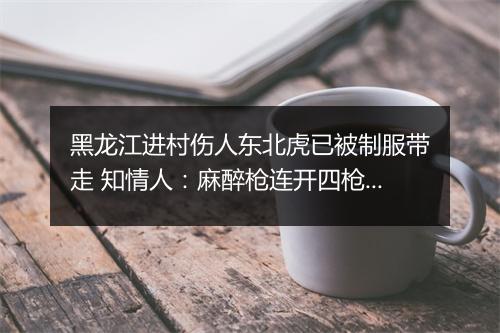 黑龙江进村伤人东北虎已被制服带走 知情人：麻醉枪连开四枪后又补了一枪