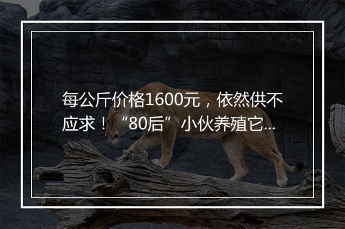 每公斤价格1600元，依然供不应求！“80后”小伙养殖它年入400万！