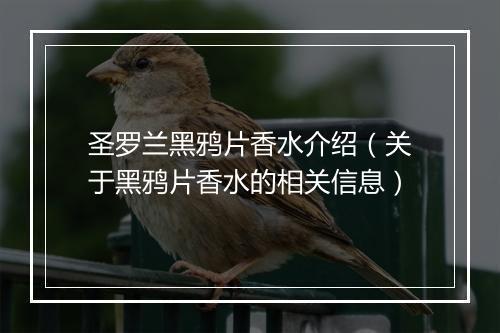 圣罗兰黑鸦片香水介绍（关于黑鸦片香水的相关信息）