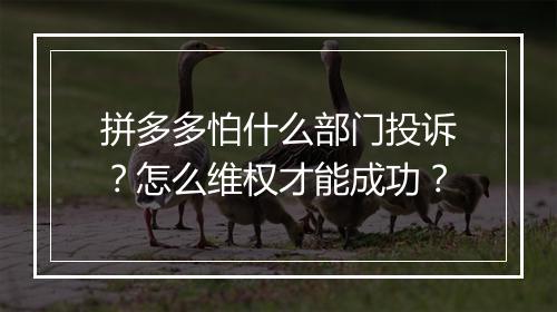 拼多多怕什么部门投诉？怎么维权才能成功？
