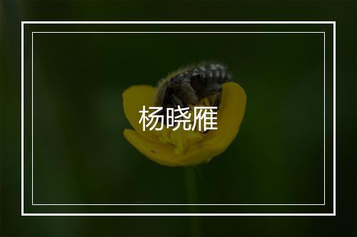 杨晓雁