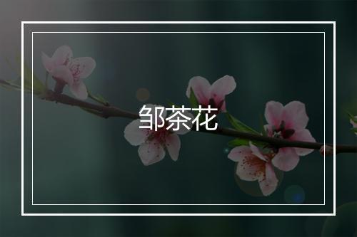 邹茶花