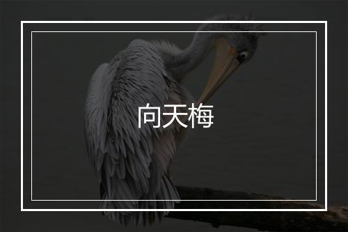 向天梅