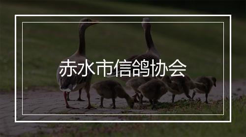 赤水市信鸽协会
