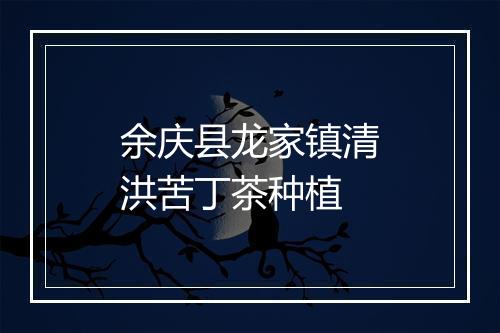 余庆县龙家镇清洪苦丁茶种植