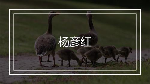 杨彦红