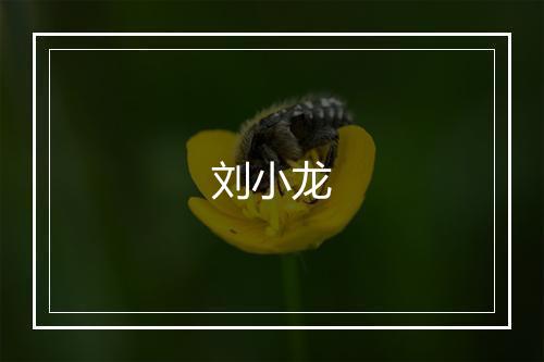 刘小龙