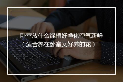 卧室放什么绿植好净化空气新鲜（适合养在卧室又好养的花）