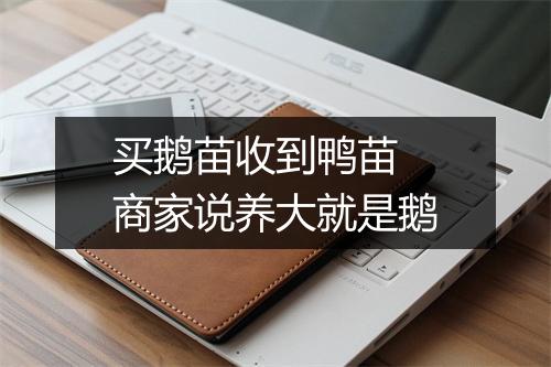买鹅苗收到鸭苗 商家说养大就是鹅