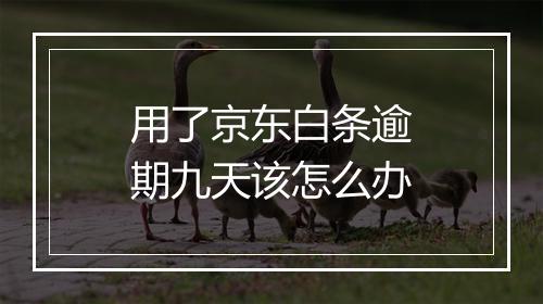 用了京东白条逾期九天该怎么办