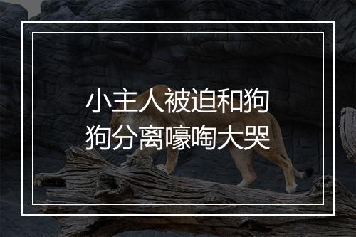 小主人被迫和狗狗分离嚎啕大哭