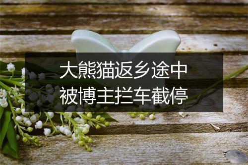 大熊猫返乡途中被博主拦车截停