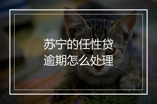 苏宁的任性贷逾期怎么处理