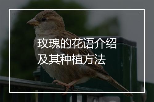 玫瑰的花语介绍及其种植方法