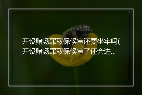 开设赌场罪取保候审还要坐牢吗(开设赌场罪取保候审了还会进去吗)