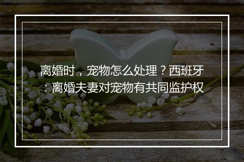 离婚时，宠物怎么处理？西班牙：离婚夫妻对宠物有共同监护权