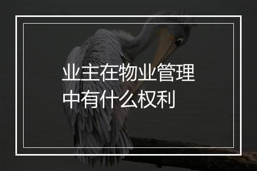 业主在物业管理中有什么权利