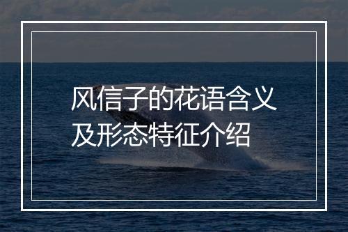 风信子的花语含义及形态特征介绍