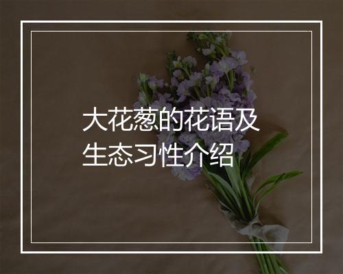 大花葱的花语及生态习性介绍