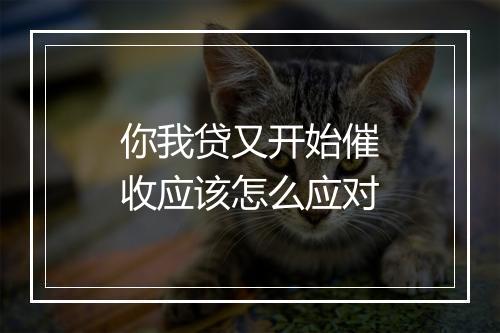 你我贷又开始催收应该怎么应对