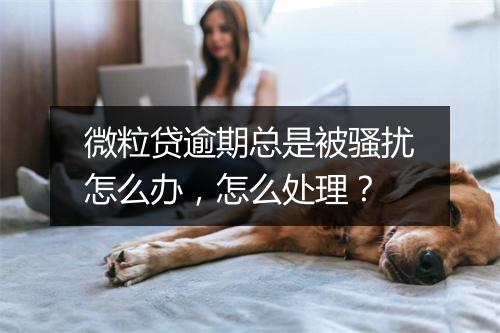 微粒贷逾期总是被骚扰怎么办，怎么处理？