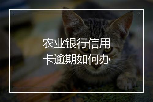 农业银行信用卡逾期如何办
