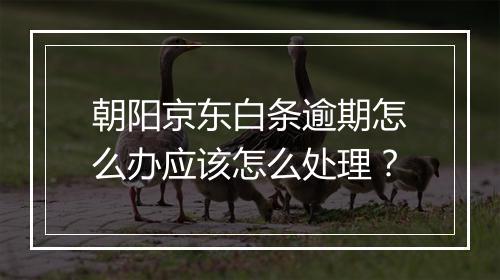 朝阳京东白条逾期怎么办应该怎么处理？