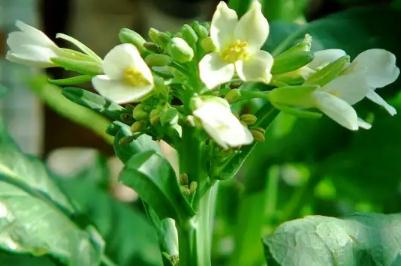 芥兰菜开花了还能吃吗？芥兰开白花能吃吗？