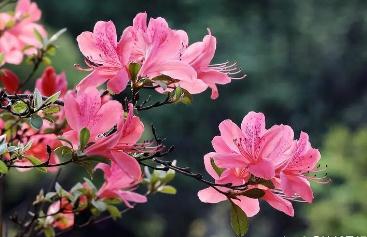描写杜鹃花的优美句子 形容杜鹃花的唯美句子