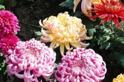 什么样的菊花形容词
