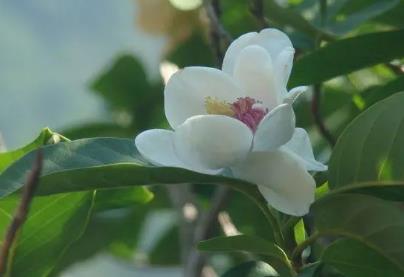 辽宁省花是什么花  辽宁省的省花是什么花(天女花)