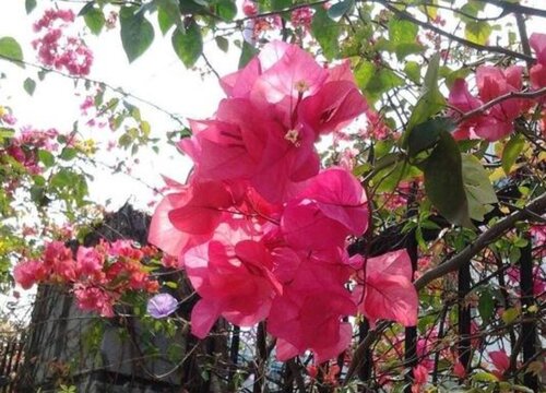 深圳的市花是什么花  深圳市花是什么花名