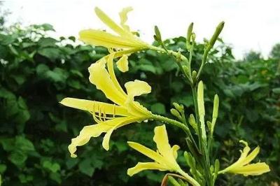 黄花菜为什么叫母亲花（黄花菜能够象征母爱）