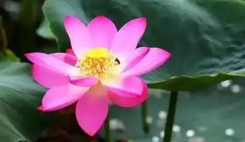 圆明园幸存的古莲开花了，让我们一起见证百年古莲的焕然新生!